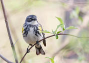 Yellow-rumped Warbler